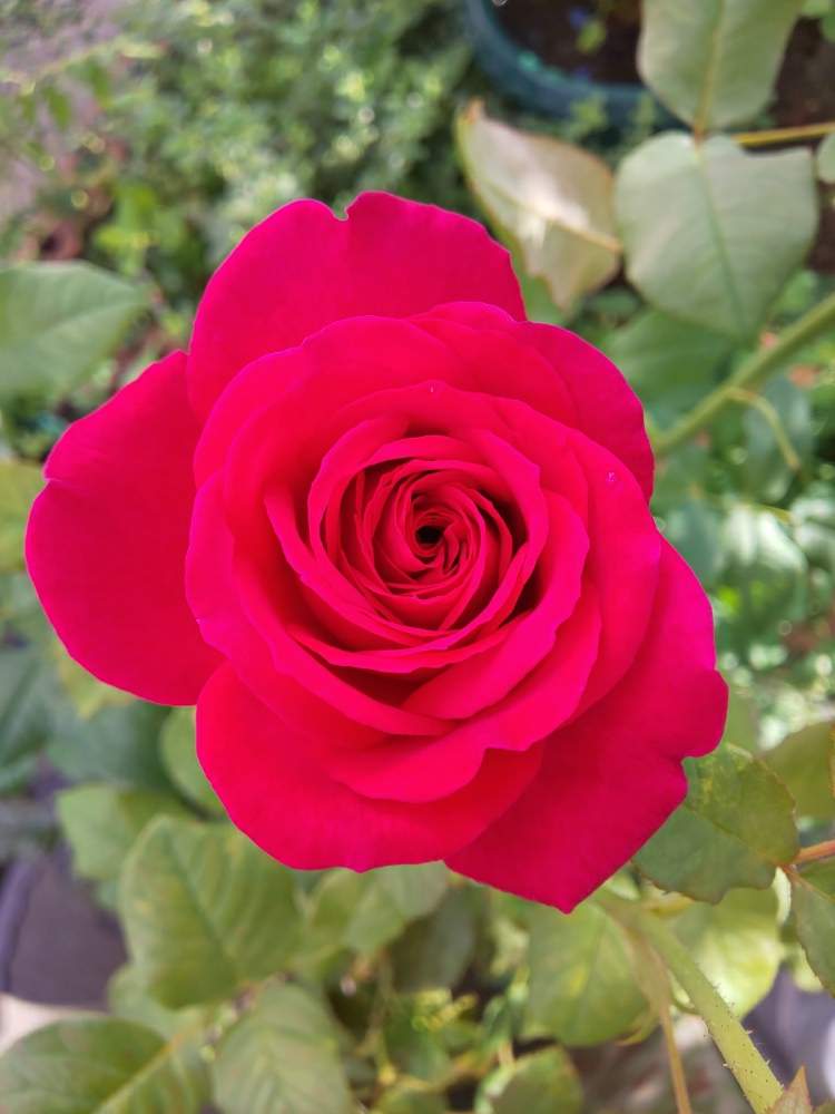 小さな庭の画像 by くましさん | 小さな庭とゲーテローズと北海道と薔薇愛同盟と2019 くまし バラ