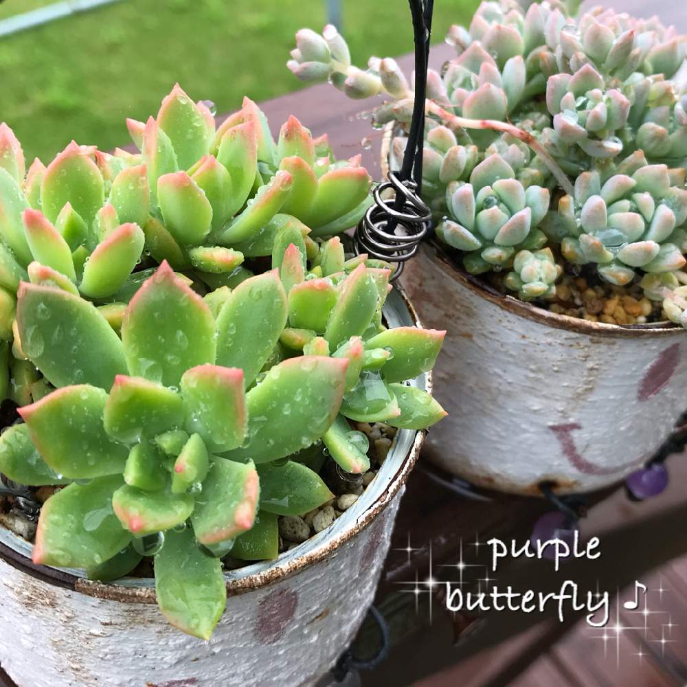 小さな庭の画像 by purple butterfly♪さん | 小さな庭と秋の訪れとお気に入り♡と雨に濡れてとコーヒータイムと プロリフェラと私の宝物~❤と宮城県とハンドメイドとハンドメイド大好き♡とかわいいな♡とpurpleのリメ缶と マッコスとむちむちぷくぷく