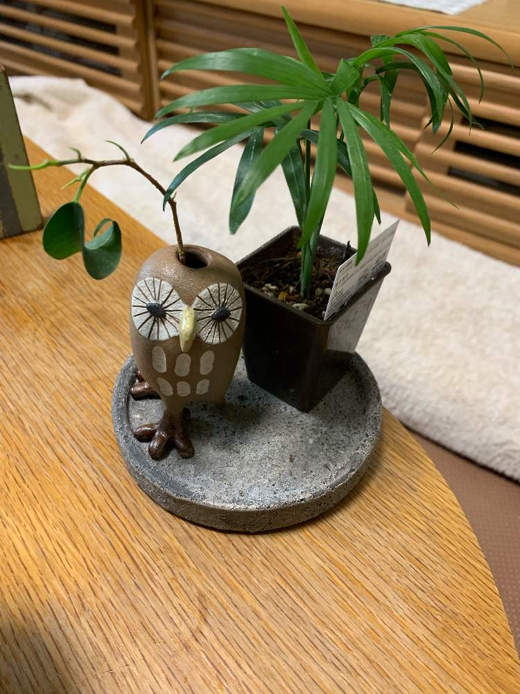部屋の画像 by ママ子 2ndさん | 部屋とテーブルヤシとベンジャミン・バロックとはっぱを楽しむとおしゃれさんと狭いスペースと幸せを呼ぶフクロウ祭りとグリーンセンター ママ子とダイソー産