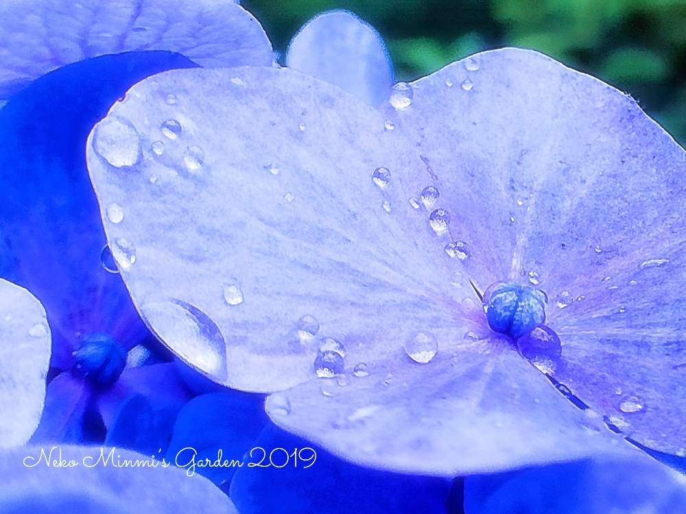 お出かけ先の画像 by 猫みんみさん | お出かけ先と紫陽花と植物のある暮らしとしずくと青色の花ときれいとアジサイ 紫陽花と花のある暮らし