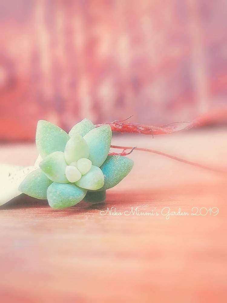 広い庭の画像 by 猫みんみさん | 広い庭と名前を教えて!と植物のある暮らしと多肉女子と多肉の赤ちゃん♡とかわいいな♡とタニク初心者