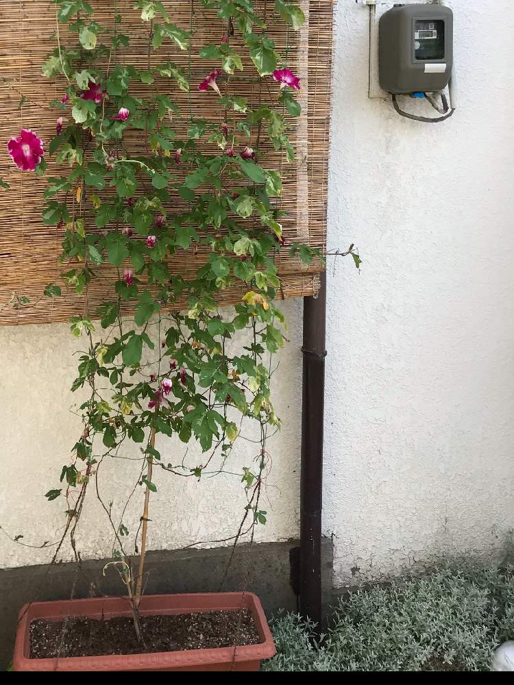 の画像 by ママ子 2ndさん | 朝顔とセラスチウムとはっぱを楽しむ