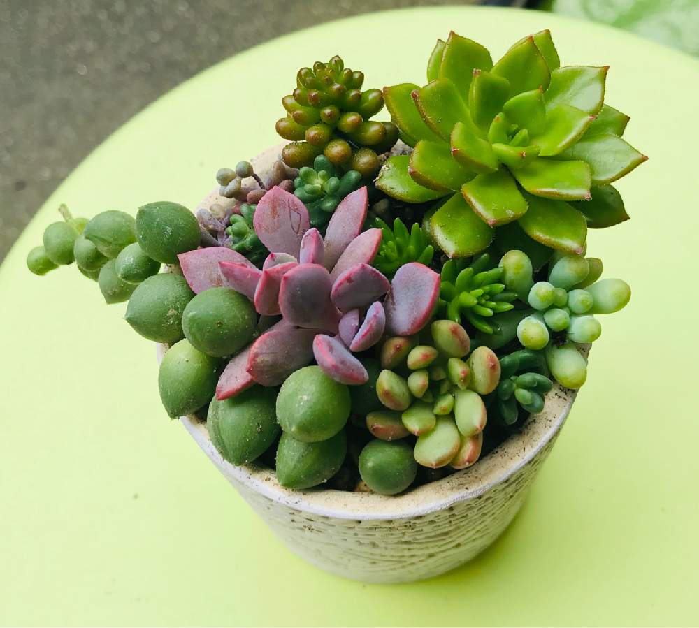小さな庭の画像 by アポロさん | 小さな庭と多肉植物と多肉寄せ植えと花のある暮らし