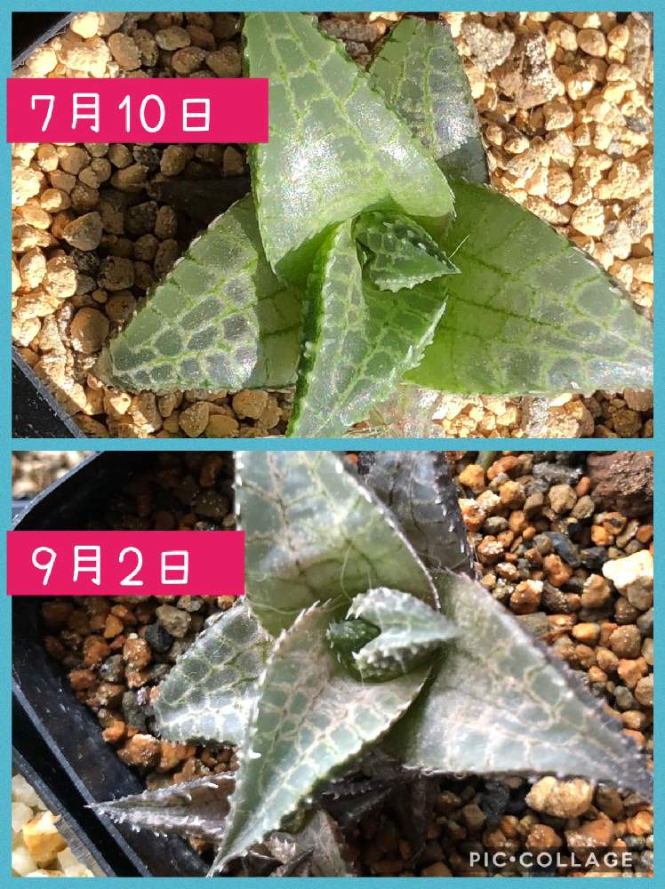 階段/廊下の画像 by くろめだかさん | 階段/廊下と多肉植物とハオルチア属とハオルチア・竜鱗とハオルチア 吹雪