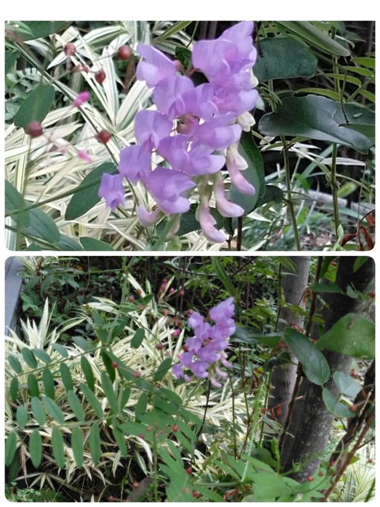 小さな庭の画像 by ガラスビンさん | 小さな庭とクサフジと花のある暮らしと野の花とGS 日和と自然風の庭作り
