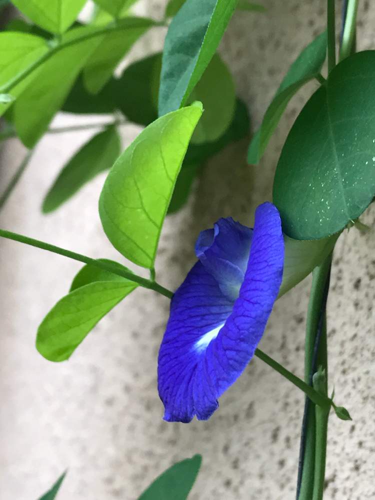 の画像 by ミモザさん | 蝶豆(バタフライピー)と庭の花と爽やかに☆とGS映えとGS日和と花のある暮らしと少し秋めいてと青い紅茶