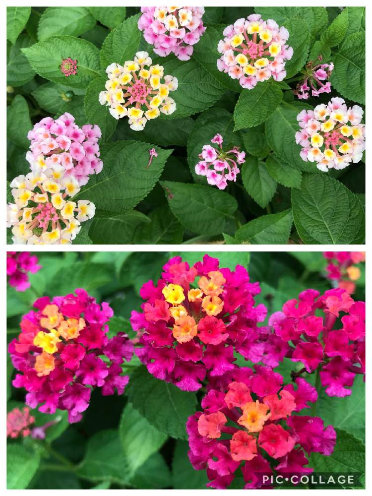 小さな庭の画像 by ひめだかさん | 小さな庭とランタナと日光好きと花期長いと非耐寒性と多年草と耐暑生と鉢植えとクマツズラ科と落葉低木と切り戻し