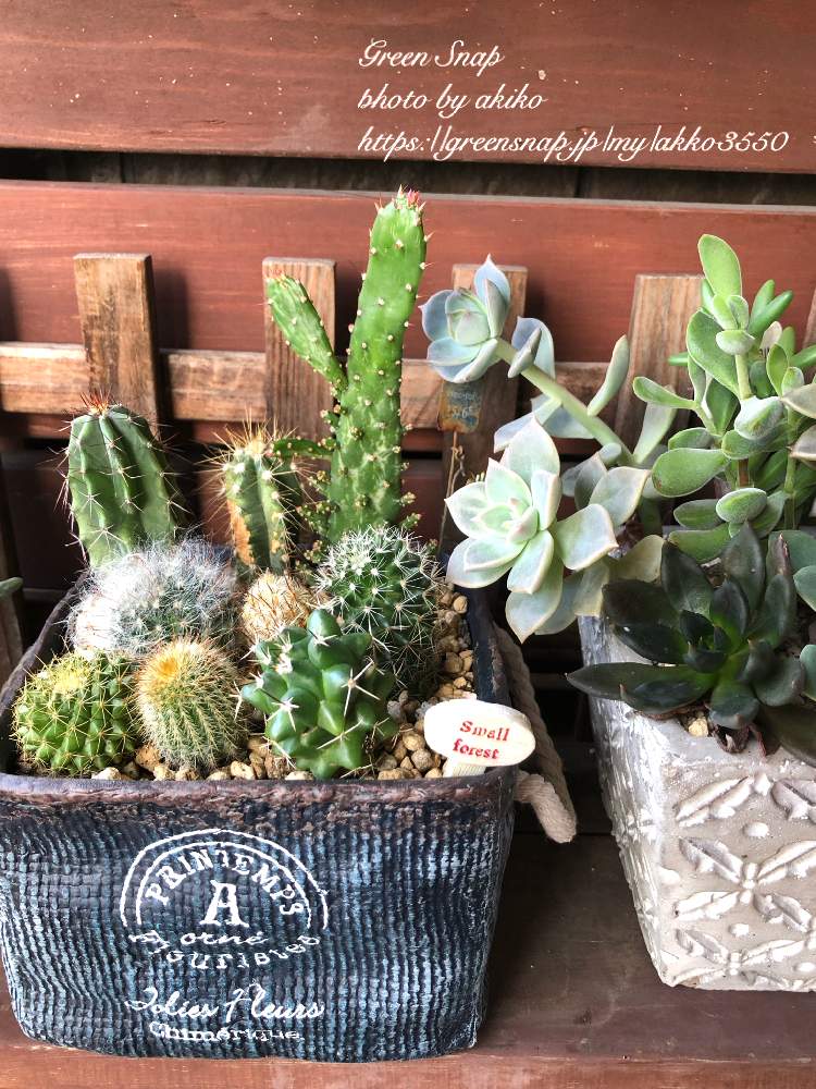 棚の画像 by ⁂akiko⁂(あっこ)さん | 棚と多肉植物の寄植えとダイソーの多肉植物と寄せ植えと多肉植物とダイソー産とダイソーサボテン