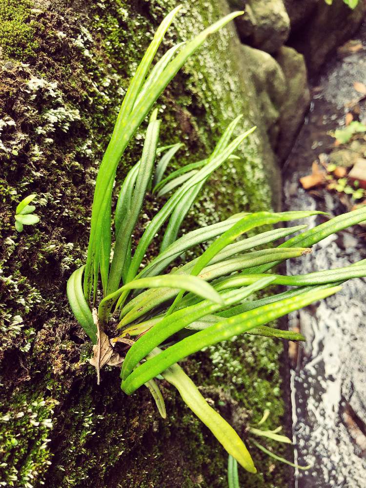 小さな庭の画像 by はるなりさん | 小さな庭とつやつやと植欲と多肉ラボ©とシダ植物とたにおたくらぶとたにおたくらぶNo.97 ❁