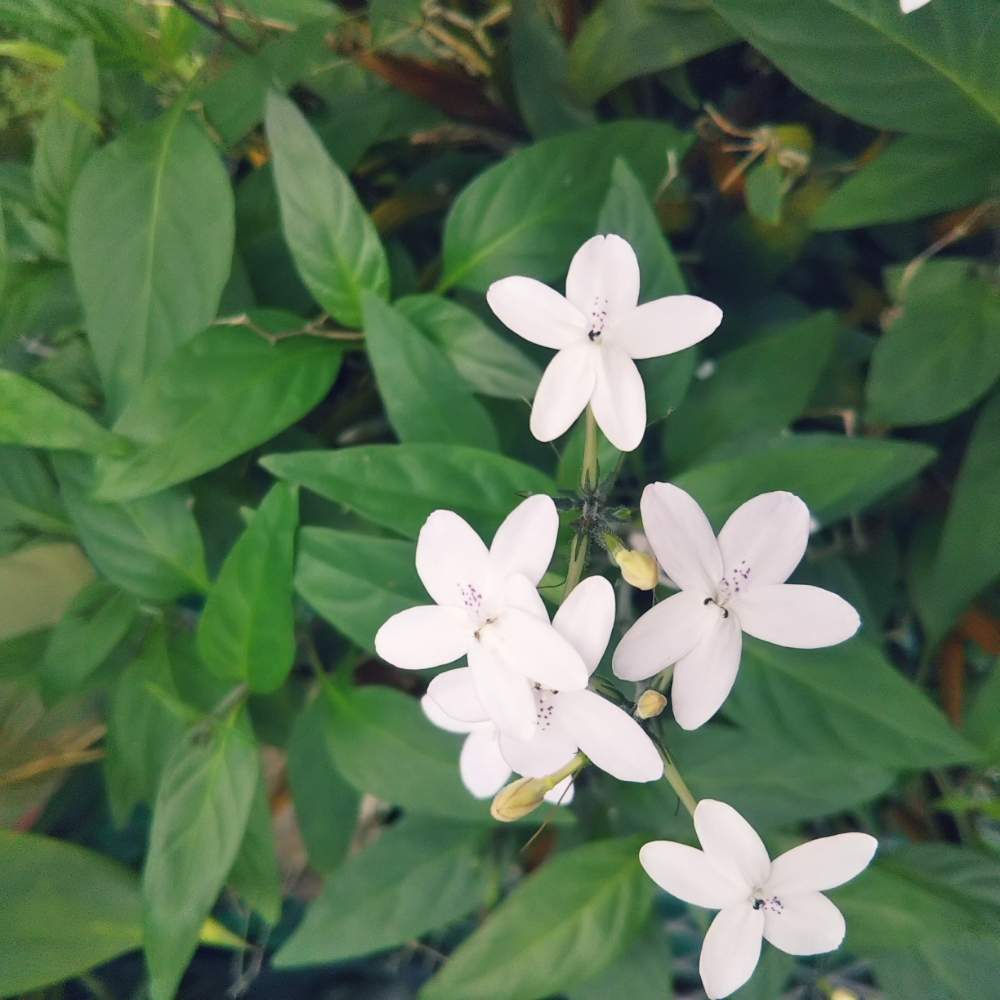 広い庭の画像 by 桜ままさん | 広い庭と花のある暮らしとにわと温室の花と田舎の風景