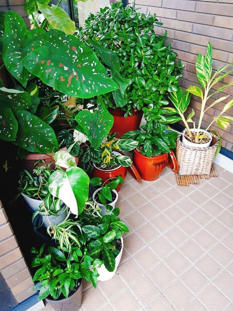 エントランスの画像 by ぎんじろうさん | エントランスとモンステラ属と葉柄と植物のある暮らしと収集癖とかわいい♡とわが家の観葉植物❢と金の成る木♡と即買い!とアグラオネマ属と植中毒とカラジウム!とカラテア属とアロカシア属とひとりごと…とオリヅルランの子株と斑入り。と黄斑月桃と我が家は植物園♡とみんな元気