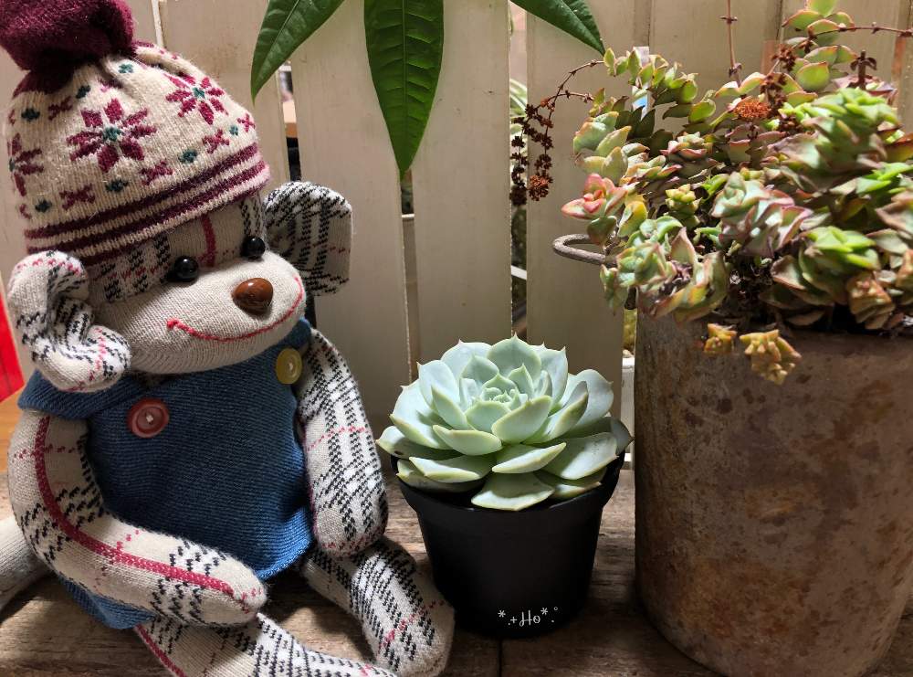 小さな庭の画像 by ほっぺぺさん | 小さな庭と多肉植物とリラ♡とずっと忘れないよと寄せ植えとごっちゃごちゃと植中毒とバラと夢CLUBと星丼と多肉女子と小さな庭が欲しいよとソクモンと パキラと花のある暮らしと多肉寄せ植えとソックモンキー