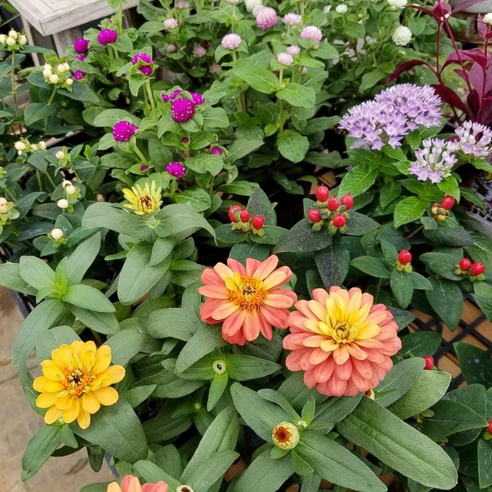 の画像 by 河野自然園さん | ネットショップと季節の花とジニア・プロフュージョンと花苗とセンニチコウ♡と球根屋さんドットコムと花のある暮らしとヒペリカム❇︎と河野自然園