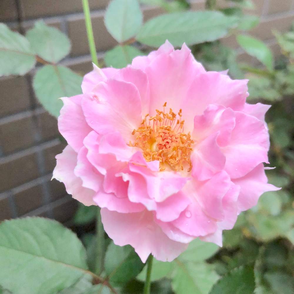 アプローチの画像 by wakoさん | アプローチとバラと薔薇とバラ・ラマリエと薔薇愛同盟と香りのいいお花と花のある暮らしとバラ・ミニバラとやっぱり花が好き♡と香りのバラ