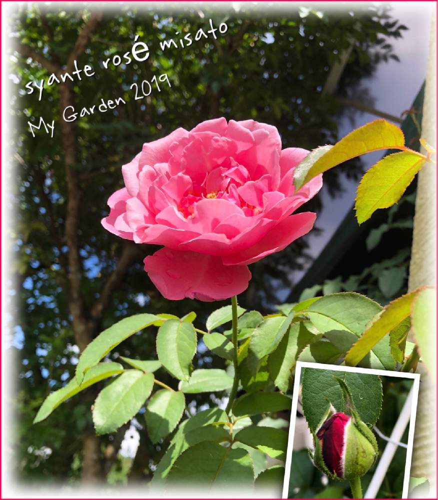 の画像 by kuuさん | 感謝 感謝 ❤と薔薇を楽しむ♡とかわいい♡と薔薇に魅せられてと手作りの庭と華やかと癒しの時間♡♡と癒し空間とピンクの薔薇★とMy Garden✩.*˚と香りと花のある暮らしと薔薇♪と地植え