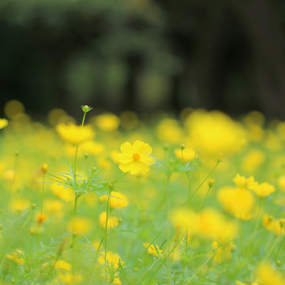 お出かけ先の画像 by おはぎさん | お出かけ先と昭和記念公園と花のある空間とコスモス畑と癒しとおさんぽと花のある生活とコスモス レモンブライトと癒され風景と花のある暮らしとかわいいな♡とやっぱり花が好き♡