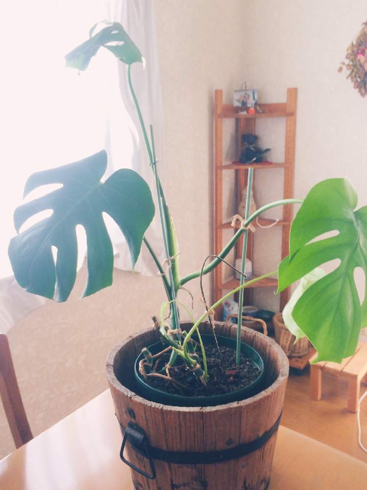 キッチンの画像 by ほっぺさん | キッチンとわが家の観葉植物さんたち❢とモンステラ☆と冬支度☆