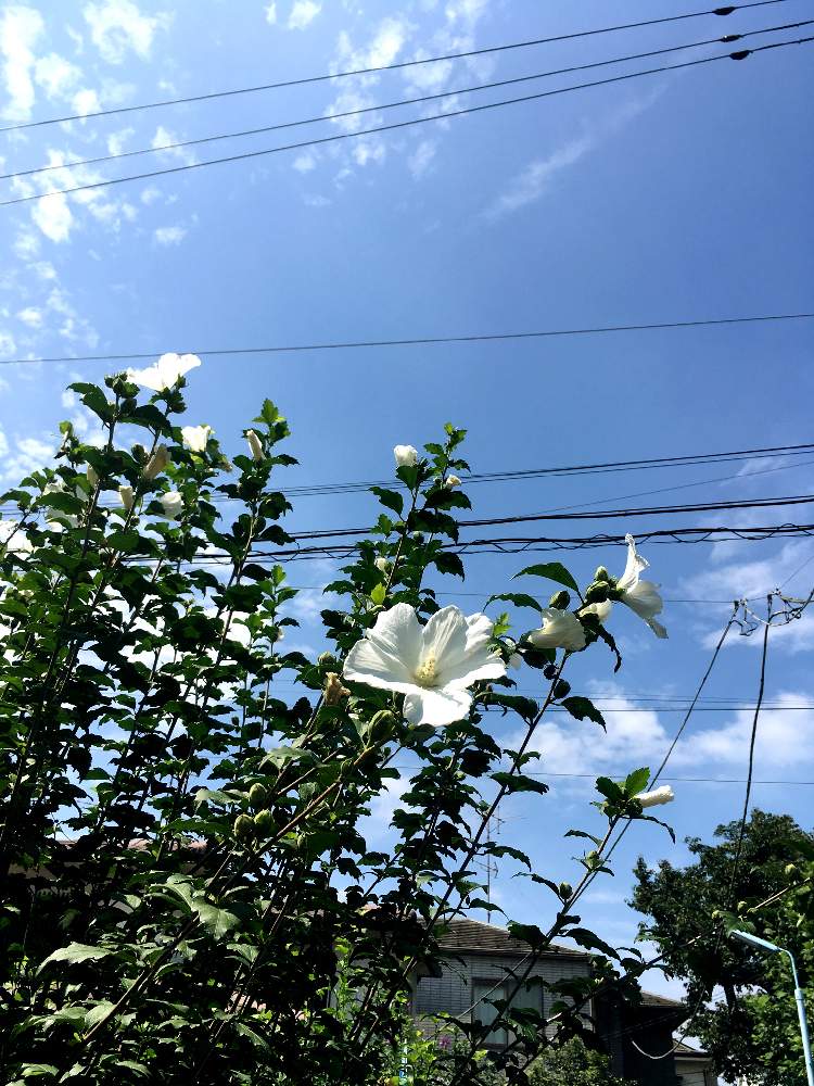 の画像 by みゃんさん | 芙蓉 (フヨウ)と白い花といい感じ☆と夏の花☆☆