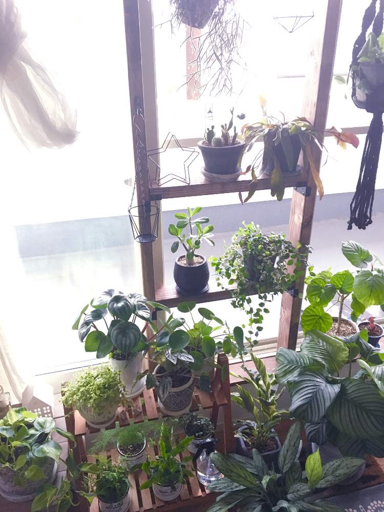 窓辺の画像 by azumiさん | 窓辺と多肉植物とサボテン科と観葉植物とボタニカルライフと緑化計画とグリーン!グリーン!グリーン!とGS映えとno green no lifeと今日の植物と植中毒とペペロミア属とリプサリス属とフィカス属とDIYと2階サブリビングと新入りさんとGREEN UP!と斑入り愛好家とインテリアグリーンとラブリコ