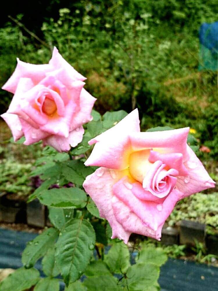 広い庭の画像 by leeさん | 広い庭と薔薇ティファニーと開花中とピンク❤︎ピンクとno green no lifeと植中毒とほったらかしガーデンと荒れ地に花をとガーデニングと花のある暮らしとバラ・ミニバラと山の庭で
