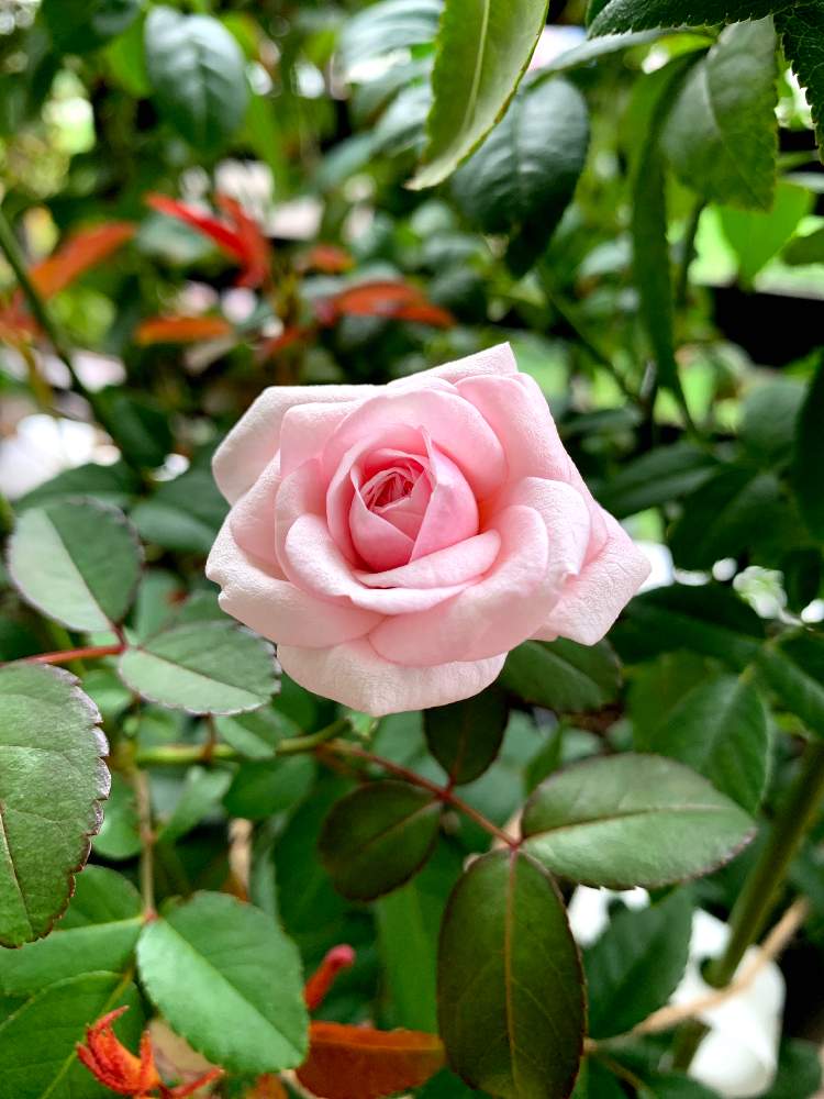 バルコニー/ベランダの画像 by satsuki6さん | バルコニー/ベランダと薔薇と粉粧楼とピンクの花とバラ・ミニバラと薔薇愛同盟とバラ・オールドローズとオールドローズ好き