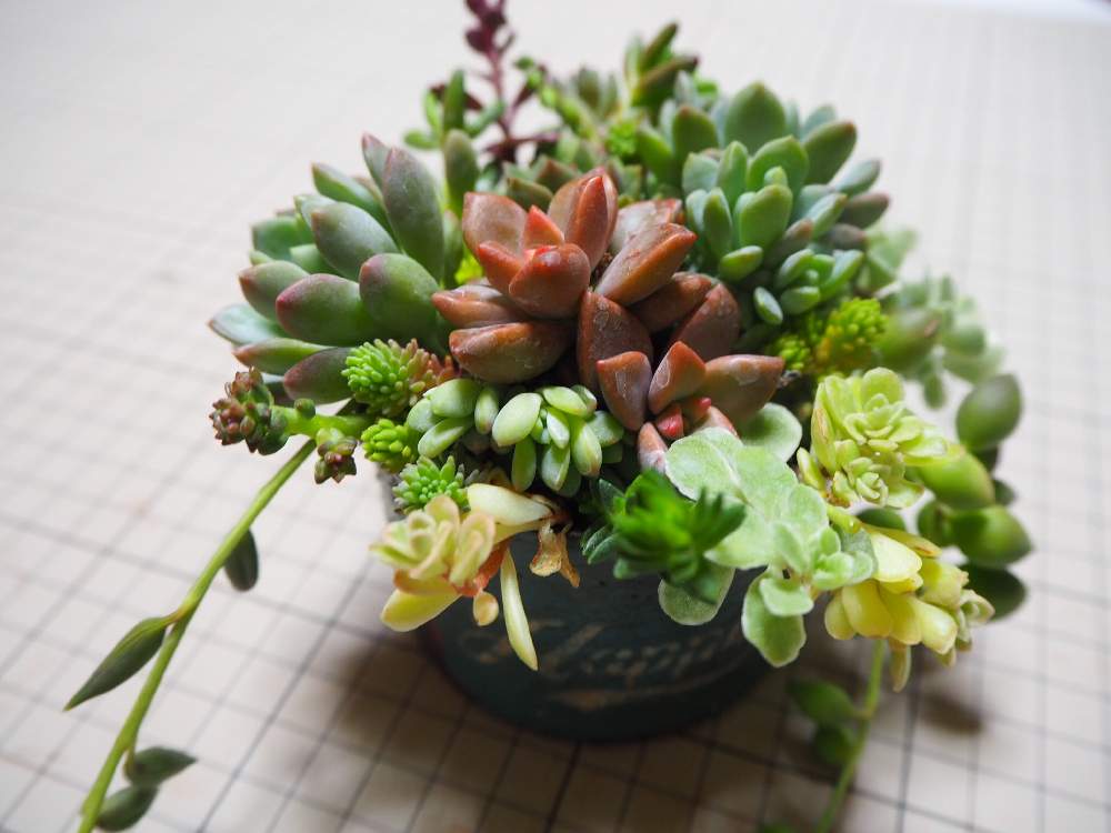 部屋の画像 by あっきんさん | 部屋と多肉植物とリメ缶と緑のある暮らしと緑のある生活