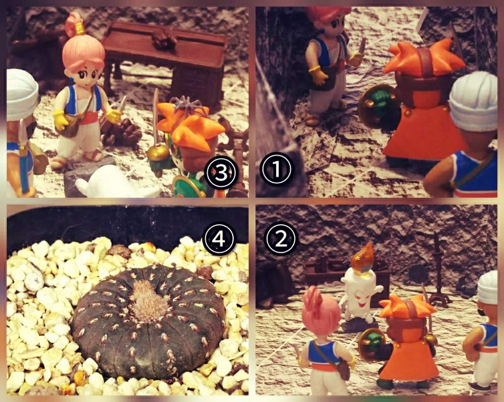 バルコニー/ベランダの画像 by アコウテさん | バルコニー/ベランダとサボテン 士童とトンヌラの大冒険とベランダ多肉と植欲旺盛と植中毒と多肉初心者