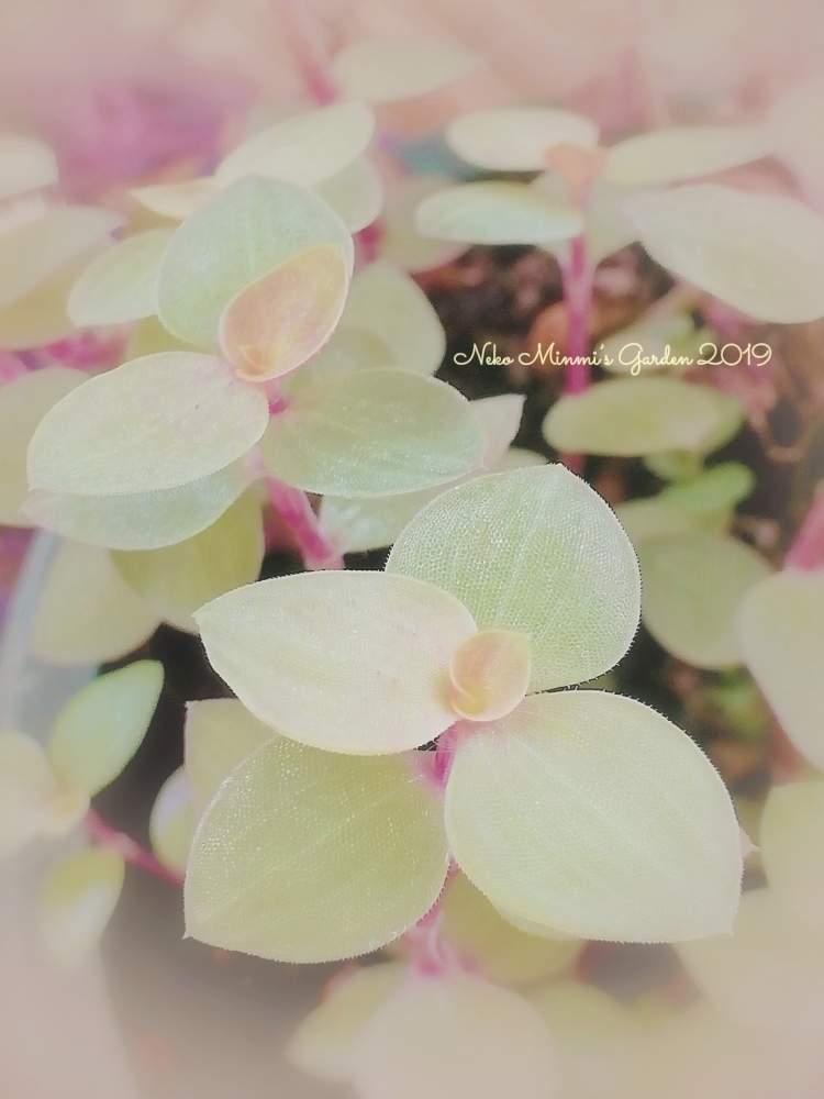 広い庭の画像 by 猫みんみさん | 広い庭とカリシアレペンシスとみどりのある暮らしと挿し芽と植物のある暮らしとカリシア属とガーデニング初心者と花のある暮らしとダイソー産