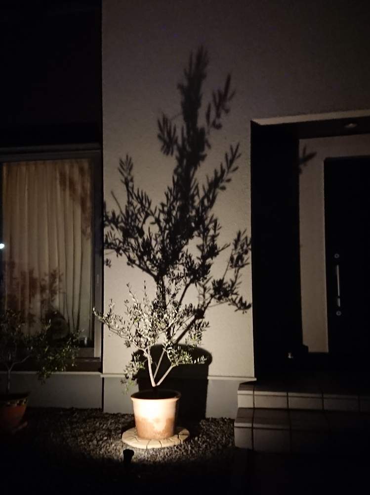 広い庭の画像 by masaさん | 広い庭とGS映えと植中毒とガーデンライトとオリーブツリーラバーとオリーブ・マンザニロ