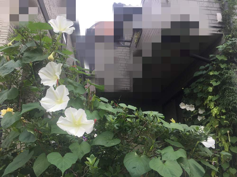 エクステリアの画像 by 白耳さん | エクステリアと夕顔とネコのいる暮らしとお花が咲きました❤️と小さい庭と花、緑と花壇と庭のブルーベリー