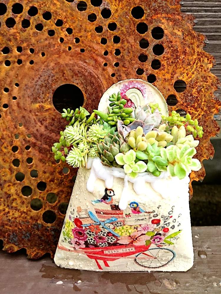 の画像 by 花MARUさん | 多肉植物と寄せ植えと葉っぱのある暮らしと多肉植物のある暮らしと晴れの国タニラーGPとほーちゃんサンのリメ缶とバラと夢CLUBと多肉ラボ©と葉っぱ大好きと花のある暮らしとたにおたくらぶと被災地に心をよせて☘️とMARUペースで投稿とGS植物うちなーぐち会
