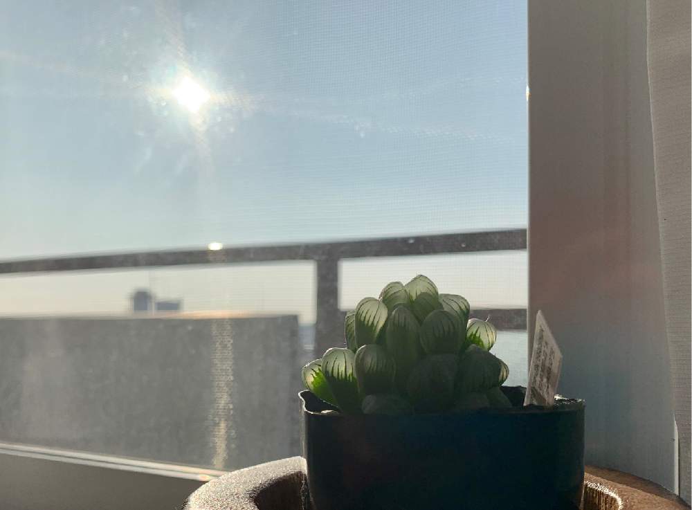 部屋の画像 by ひまわりさん | 部屋と多肉植物とオブツーサ。と我が家の多肉とハオルチア属と多肉大好きと癒しと多肉女子と多肉好きとマンションと多肉植物好きとハオルチア・オブツーサ・トォルンカータと多肉初心者と多肉多肉多肉