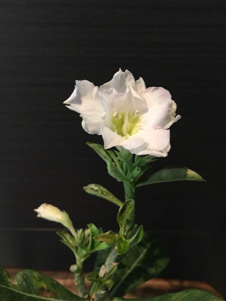 部屋の画像 by HTさん | 部屋と天空の薔薇と八重咲きアデニウムと花のある暮らしとアデニウム☆と薔薇の花