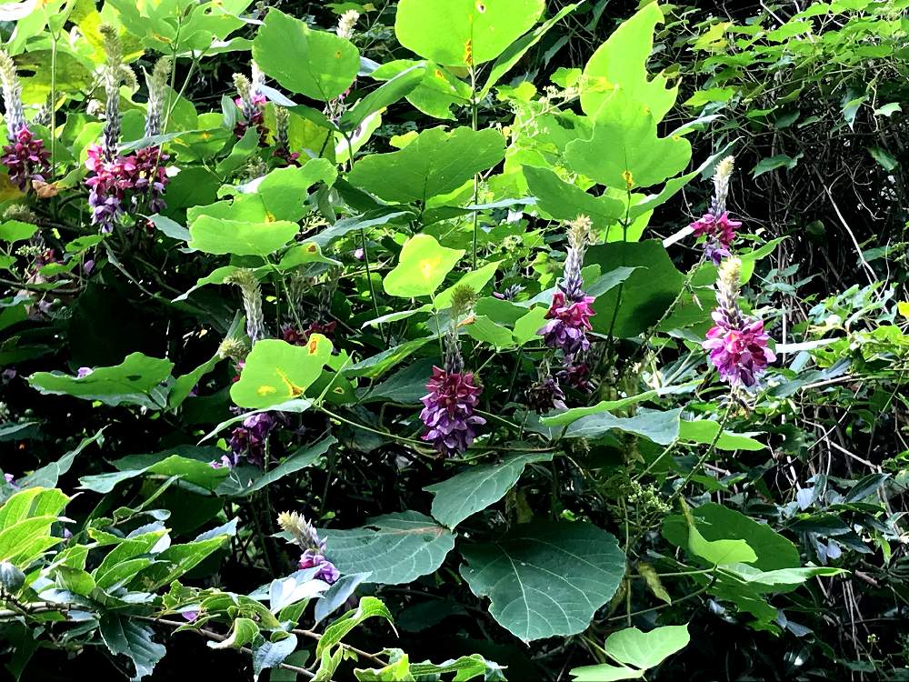 お出かけ先の画像 by ふくさん | お出かけ先とクズと 葛の花と山野草と焼津アルプスと里山歩きと雑草と山歩きと植物探しウォーキング&ラン