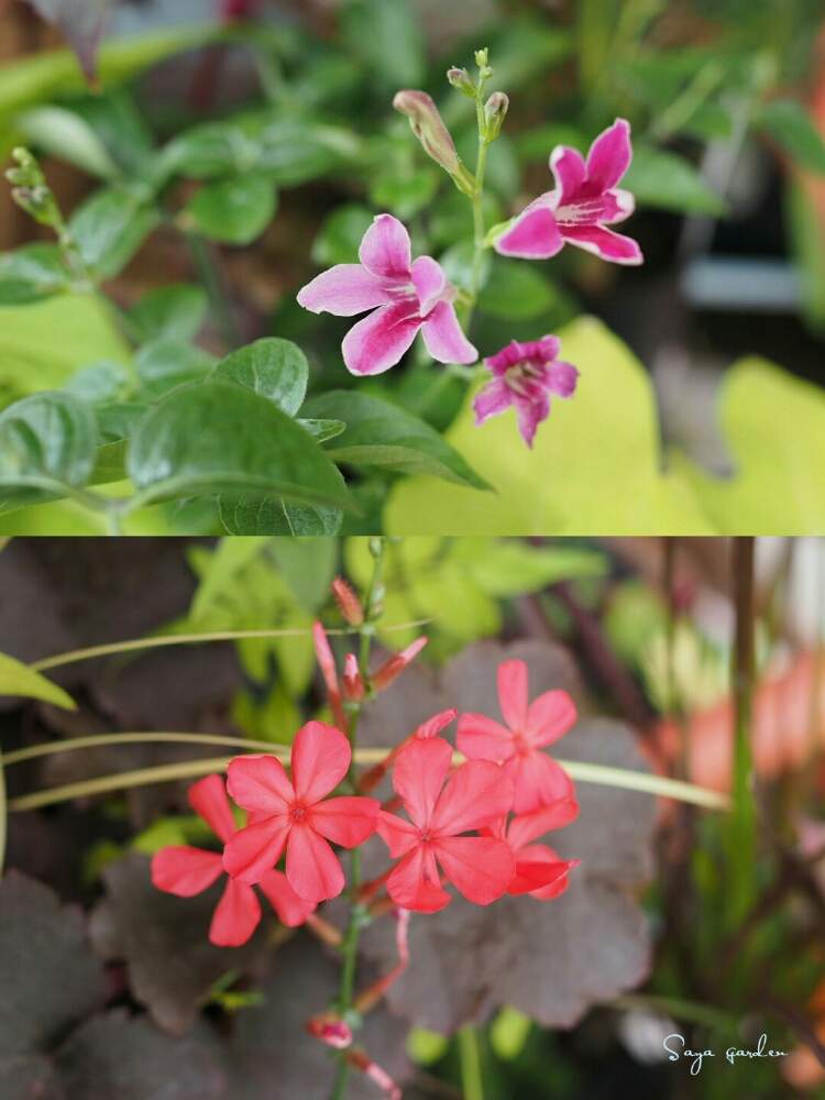 小さな庭の画像 by さやさん | 小さな庭とアシスタシアとプルンパーゴ インディカと植物のある暮らしとピンクの花と秋の気配と秋色ときれいな色と赤い花と鉢植えとガーデニングと花のある暮らし