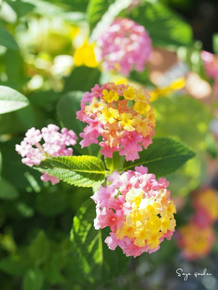 小さな庭の画像 by さやさん | 小さな庭とランタナと植物のある暮らしとピンクの花と寄せ植えと秋の気配ときれいな色と黄色の花とランタナ七変化。とガーデニングと花のある暮らし