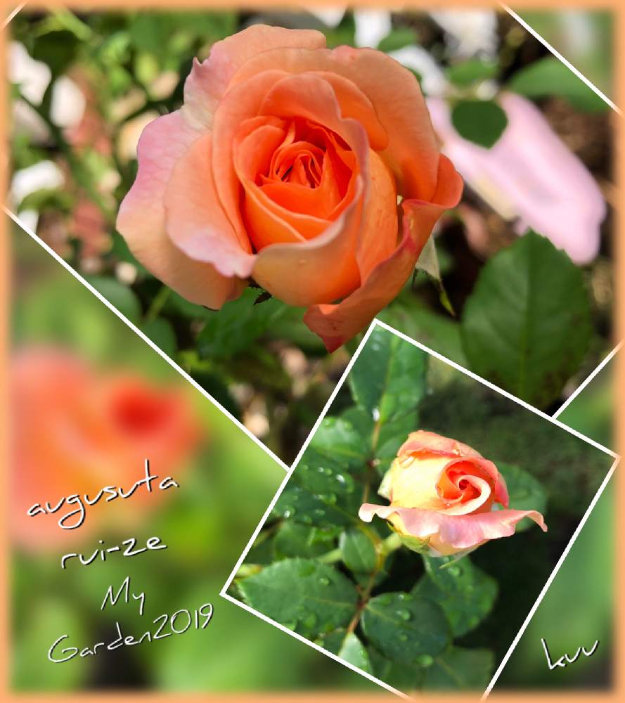 の画像 by kuuさん | 薔薇を楽しむ♡といいかおり(╹◡╹)と薔薇に魅せられてと手作りの庭と華やかと癒しの時間♡♡とMy Garden✩.*˚と香りと花のある暮らしと薔薇♪