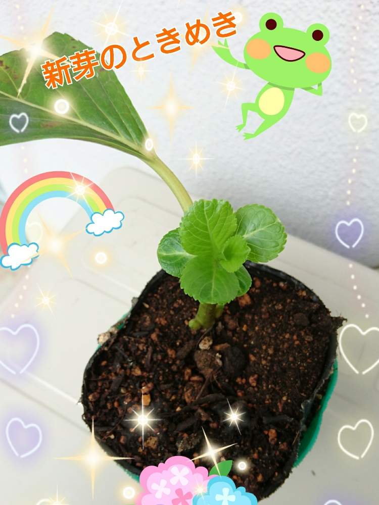 バルコニー/ベランダの画像 by masa.さん | バルコニー/ベランダと紫陽花といつもありがとう♡と挿し木とあめあがりとひっそりと咲いてたと紫陽花 アジサイ あじさいとまだまだ咲きますとだいすき♥️とやっと出会えた♡と発見✨と挿し穂とブルーの紫陽花と花のある暮らしとスマホで撮影と楽しみ〜と新芽のときめきとまだまだ暑いと新芽といやし♪