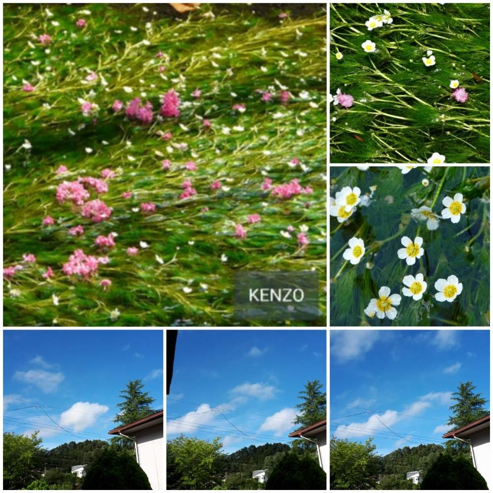 窓辺の画像 by SENTIMENTAL-BOYさん | 窓辺と植物のある暮らしと花言葉と水耕栽培とそぞろ歩けば……と季節の変わり目とはなごよみと花好きと花のある暮らしと春夏秋冬と暮らしの仲間たち