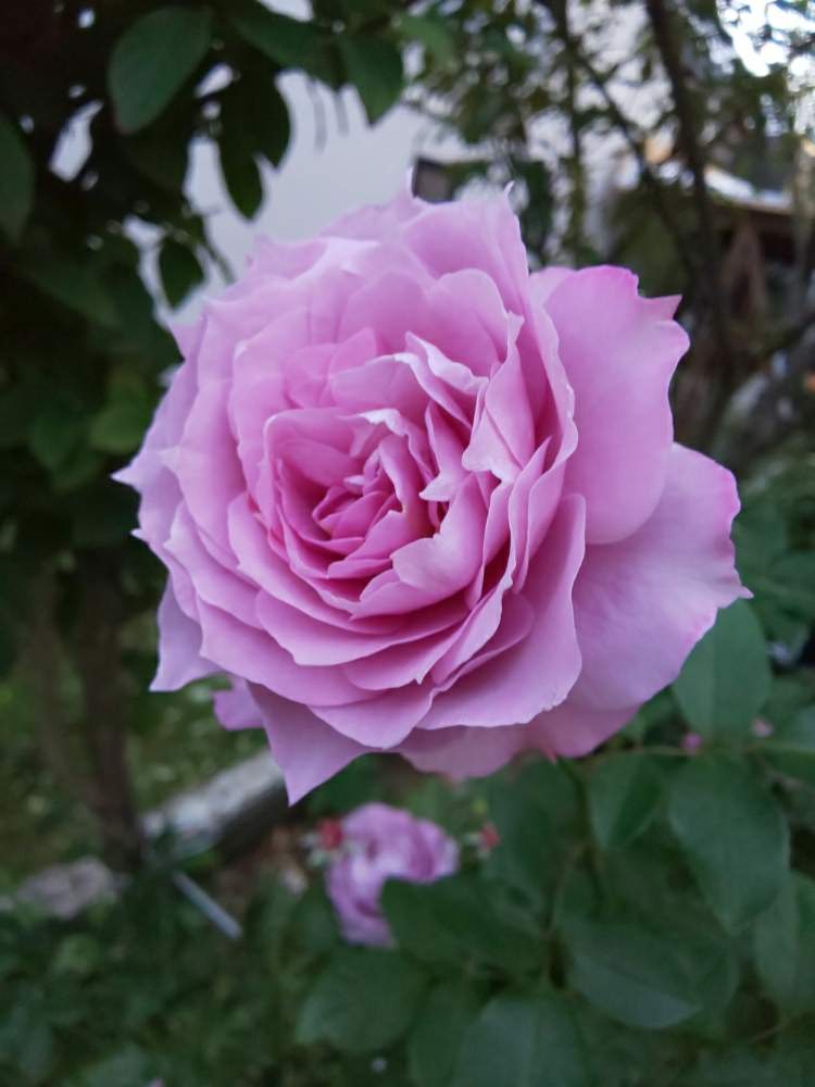小さな庭の画像 by くましさん | 小さな庭とノヴァーリスと北海道と薔薇愛同盟と2019 くまし バラ