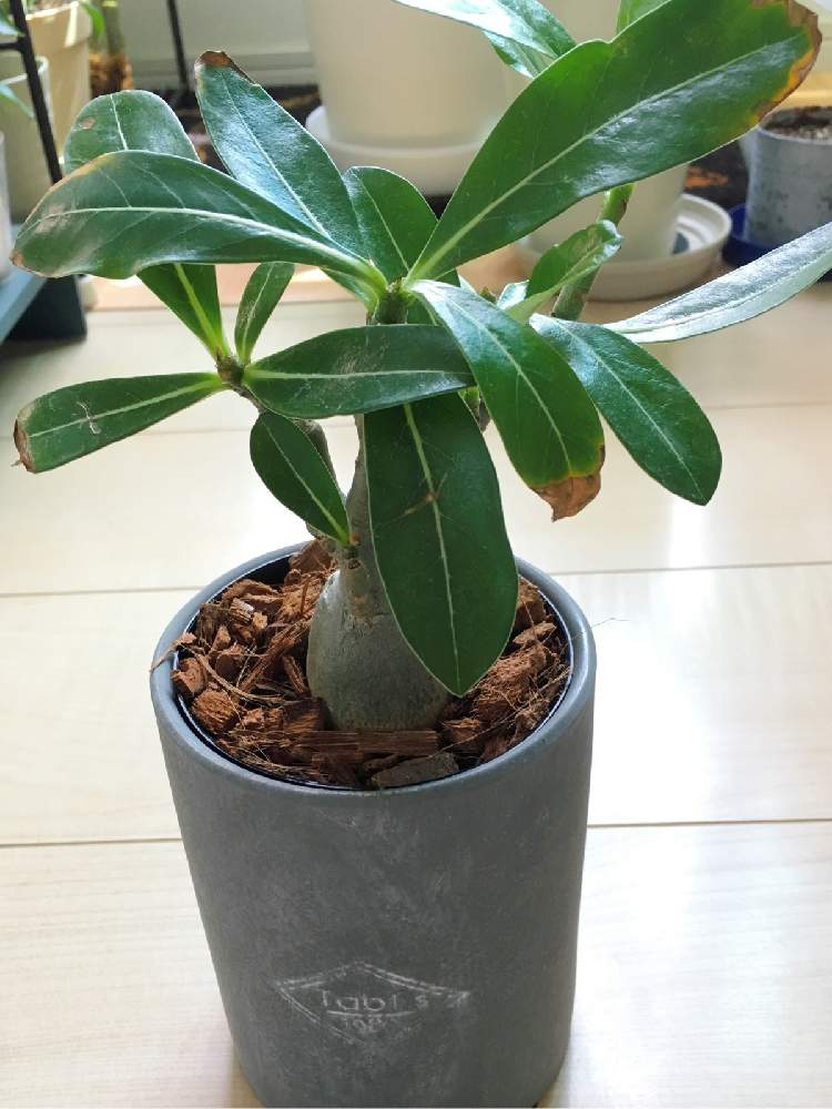 部屋の画像 by ちいさん | 部屋とアデニウムと観葉植物と塊根植物と植中毒と値下げ品。