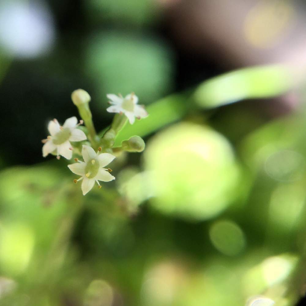小さな庭の画像 by ✼Bǝё-n✼さん | 小さな庭とウォーターマッシュルームとウォーターマッシュルームの花と水草と水草フォトコン