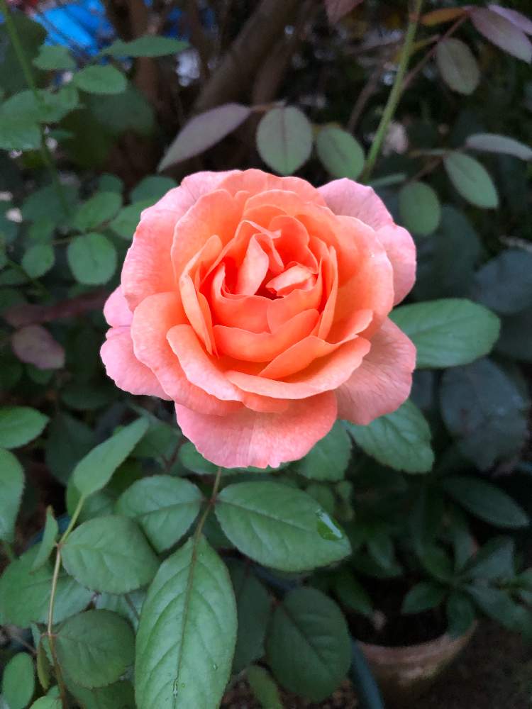 小さな庭の画像 by かよさん | 小さな庭とばら バラ 薔薇とオレンジ色といい香りと花のある暮らしとチーム福岡