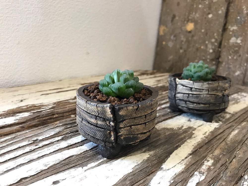 の画像 by CLUTCH FURNITUREさん | 多肉植物と観葉植物と植物のある暮らしとボタニカルライフとグリーンのある暮らしとハオルチア属と入荷しましたと多肉植物のある暮らしと焼き物と緑のある暮らしと多肉女子と可愛い植木鉢と鉢植えと育てやすい多肉植物と観葉植物のある暮らしと植木鉢と神戸と多肉寄せ植えとボタニカルショップ
