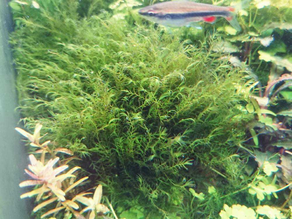 部屋の画像 by 木陰さん | 部屋とウォーターフェザーと水草水槽と水槽と熱帯魚と水草と水草フォトコン