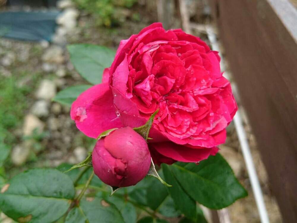 広い庭の画像 by leeさん | 広い庭とピェール・ドゥ・ロンサールと開花中とばら バラ 薔薇とグリーン!グリーン!グリーン!とあかいはなとno green no lifeと植中毒とほったらかしガーデンと荒れ地に花をとガーデニングと花のある暮らしとバラ・ミニバラと山の庭で
