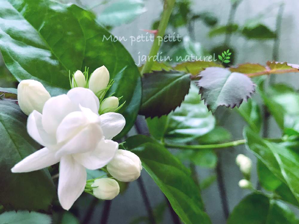 バルコニー/ベランダの画像 by ✿ natu. ✿さん | バルコニー/ベランダとmy garden♬とお疲れ様です♡と素敵な出逢いに感謝♬と優しい香りとおやすみ前〜♬と感謝の気持ち♬と幸せ❣️とお気に入り♬とありがとう❣️と花のある暮らしと元気♬とnatural ♬と癒し時間♬
