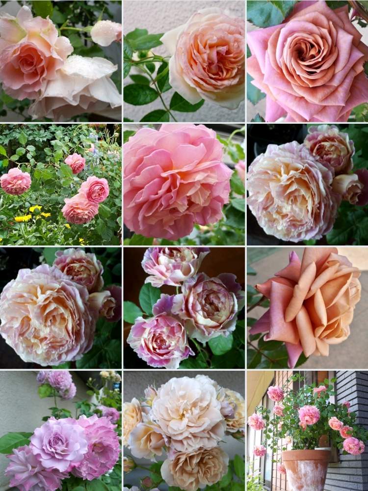 の画像 by hanamizukiさん | 花のある暮らしと過去picと薔薇あど