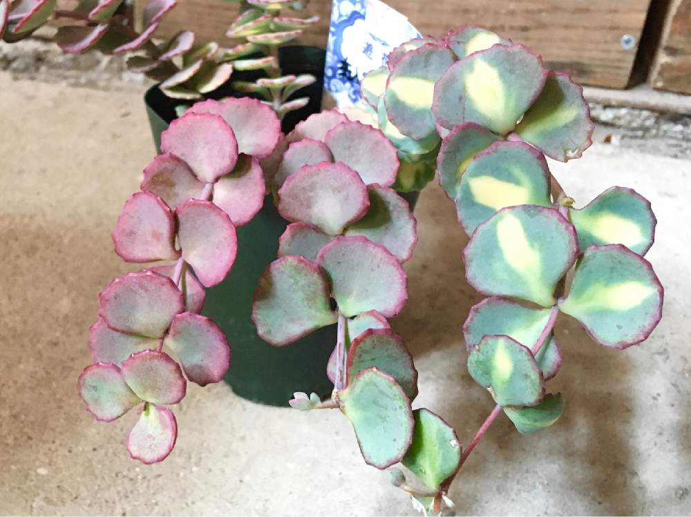 の画像 by 多肉植物専門店 RuPo“ルポ”さん | 乙女心♪と多肉・デビーと購入可能とInstagram販売とパキフィツム属 星美人と購入可とブロンズ姫と星美人☆とインスタやってますとルポさんとアエオニウムとデビー グラプトベリア属とデビーさんと春夢殿♡と多肉女子と多肉植物とサボテンとInstagramとザラゴーサ✨とブロンズ姫♡