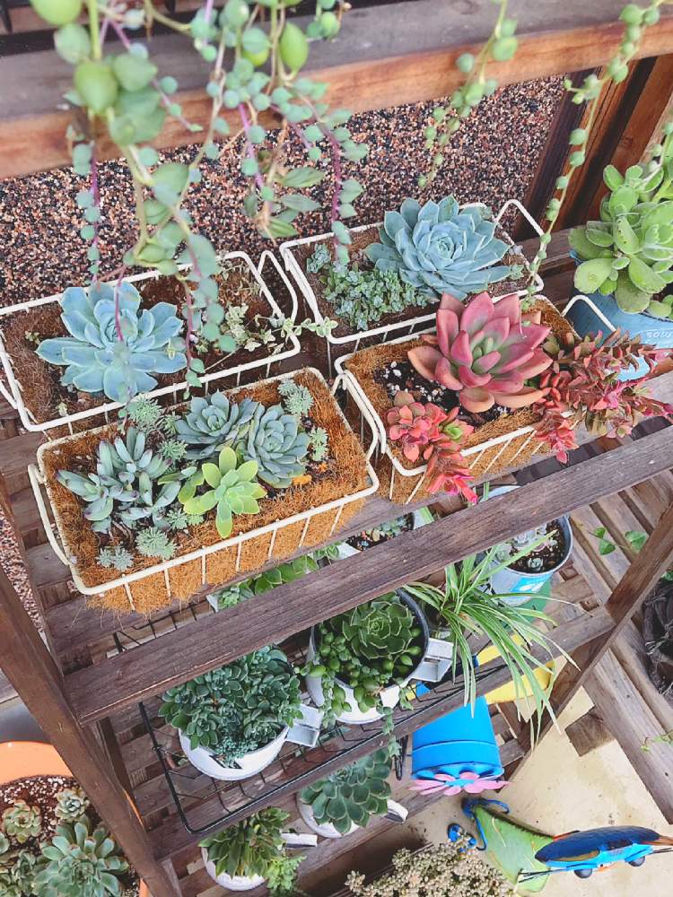 小さな庭の画像 by くみさん | 小さな庭と多肉植物と観葉植物と植物のある暮らしと多肉大好きとエケベリア クララと白美人❤️と寄せ植えとルビードナ♡と多肉女子とピンクネーション多肉とタニラーとアルテミスとナチュラルスタイルと可愛いとガーデニングと花のある暮らしと多肉 桜吹雪とセダム属薄化粧と多肉寄せ植えと多肉狩り